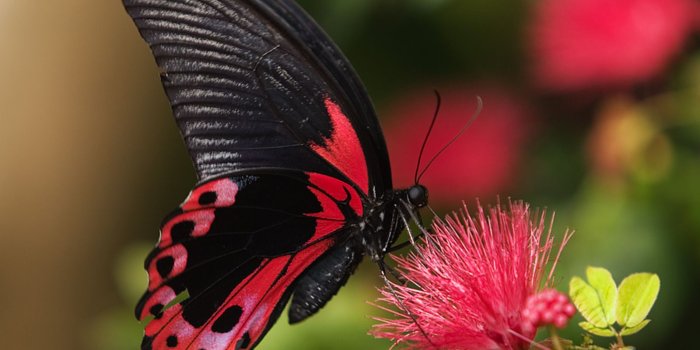 1600x1200 The Most Beautiful Butterflies in the World – SFBKK