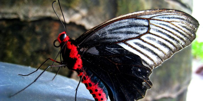 2560x1600 Download wallpaper 2560x1600 butterfly, red, black, stone hd