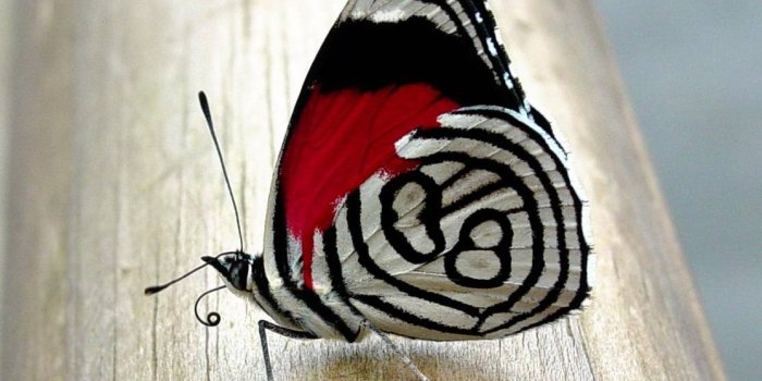 1115x991 Butterfly wallpaper by rumito_76 - 3a - Free on ZEDGE™