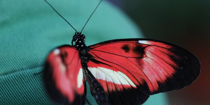 3888x2592 Red and black butterfly HD wallpaper | Wallpaper Flare