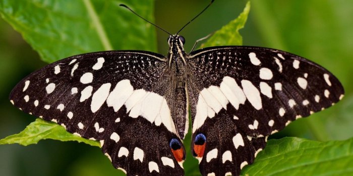 1920x1200 Brown and white butterfly wallpaper - Animal wallpapers - #34076