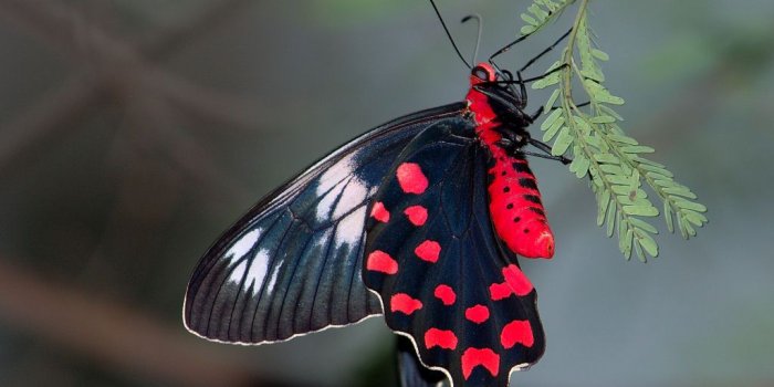 1024x768 Red-bodied swallowtail - Wikipedia
