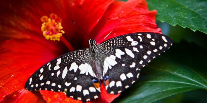 3840x2160 Wallpaper Butterfly, black-white, insects, flowers, Glass, nature