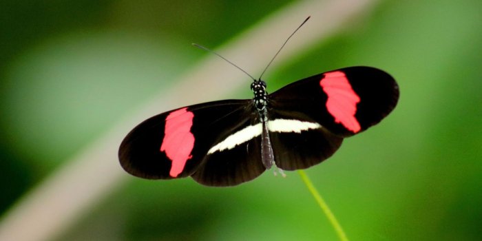 1600x900 Butterfly Wallpapers (57 images) - Wallpaper Stream
