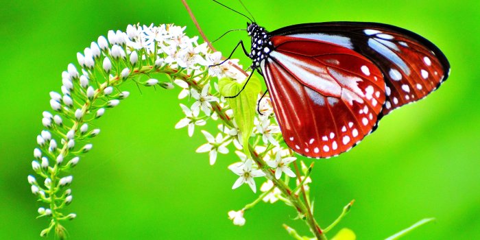 3881x2587 White, red and black butterfly, chestnut, tiger HD wallpaper