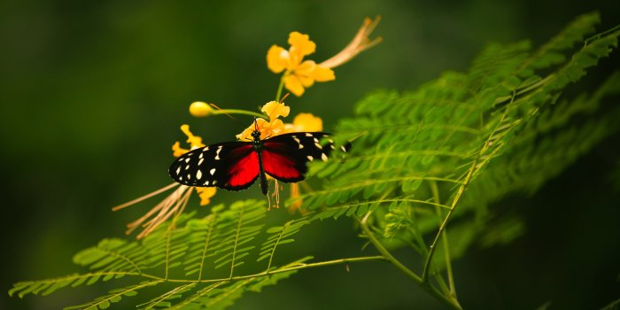 4729x3547 1756 red and black butterfly hd wallpaper | Butterfly hd