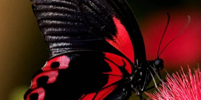 1036x1280 Butterfly wallpaper by mirapav - ec - Free on ZEDGE™