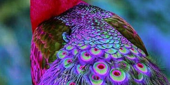 1080x1920 Colorful Peacock Wallpaper iPhone | 2020 3D iPhone Wallpaper