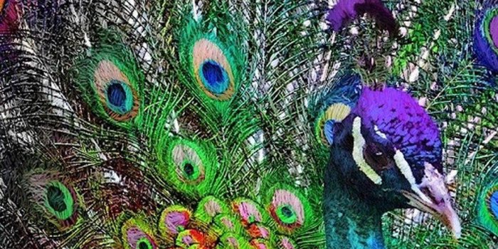 1080x1920 Purple Peacock Phone Wallpapers