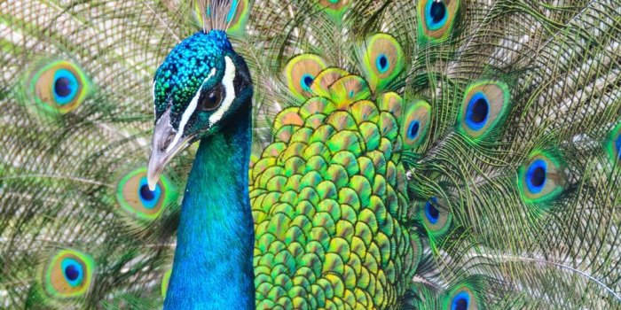 1000x1500 100+ Peacock Pictures [HD] | Download Free Images on Unsplash