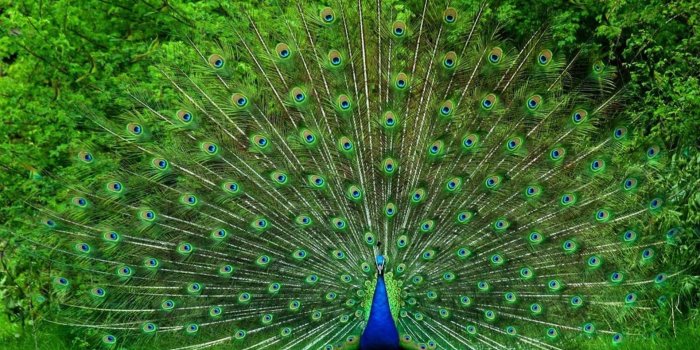 1920x1280 Peacock Wallpaper Desktop ·① WallpaperTag