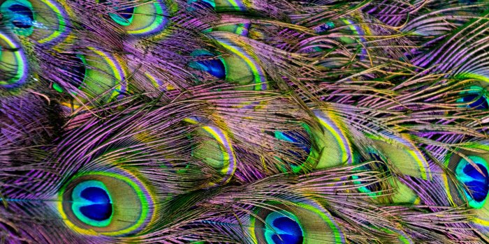 5472x3648 Green, Purple, and Blue Peacock Feather Digital Wallpaper · Free