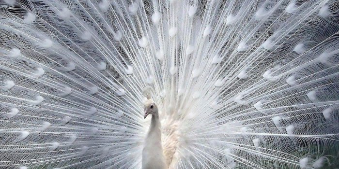 1280x800 White Peacock Wallpapers