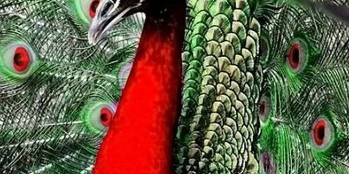 1080x1920 Red Peacock Wallpaper Iphone Resolution - Red Peacocks - 1080x1920
