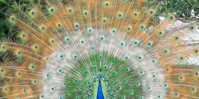 1024x768 Beautiful Peacock Wallpapers Free Download | Peacock wallpaper