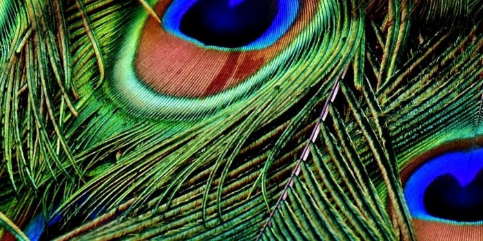 1440x2630 Download 1440x2630 wallpaper peacock, feathers, colorful, plumage