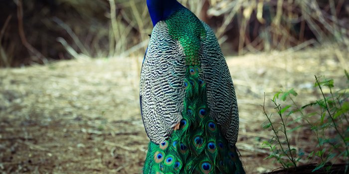 3336x5184 100+ Peacock Pictures [HD] | Download Free Images on Unsplash