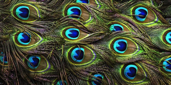 1600x1200 Peacock wallpaper | 1600x1200 | #40776