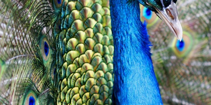 1440x2560 Samsung Galaxy S7 Peacock Wallpaper | Gallery Yopriceville - High