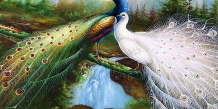 1920x1200 Peacock Wallpaper Wide | Peacock pictures, Peacock wallpaper