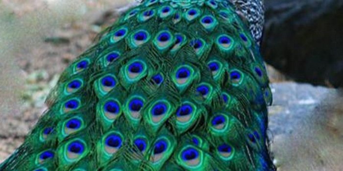 1080x1920 Peacock iPhone 6 Wallpaper | 2020 3D iPhone Wallpaper