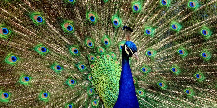 2560x1568 Peacock Wallpapers HD