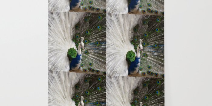 1500x1500 Blue White Peacock Wallpaper by erikakai | Society6