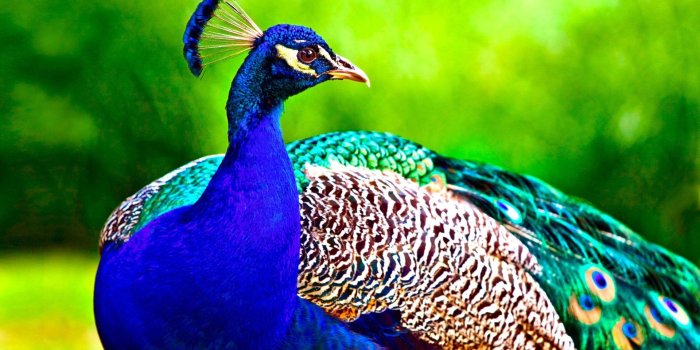1920x1200 14 4K Ultra HD Peacock Wallpapers | Background Images - Wallpaper