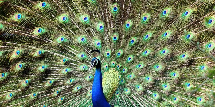 1920x1080 Blue and Green Peacock Wallpaper - Wallpaper Stream