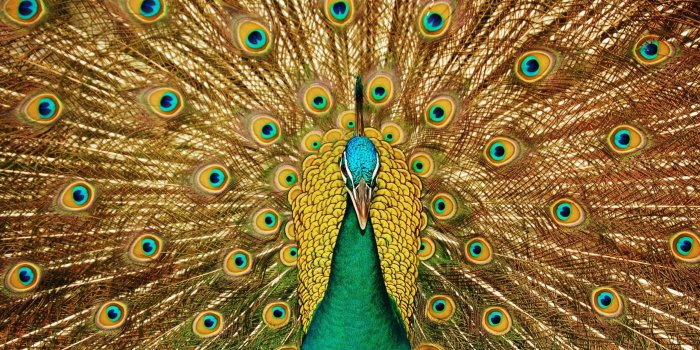 2560x1600 65+ Peacock Desktop Wallpapers on WallpaperPlay