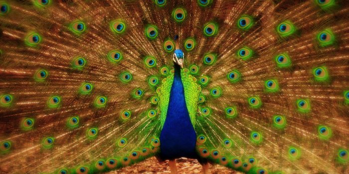 2816x2112 Peacock Desktop Wallpapers