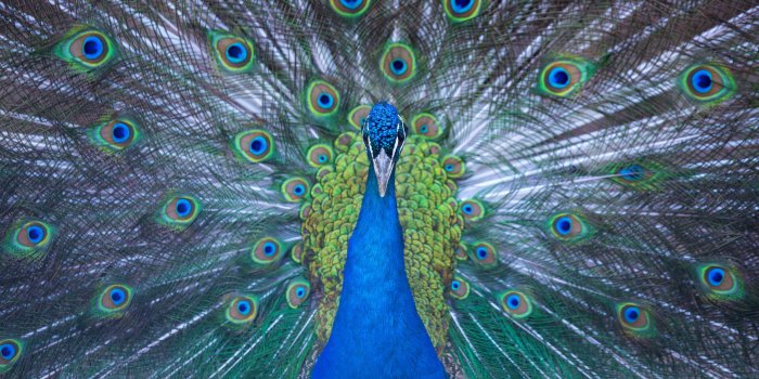 5760x3840 Blue Peacock Wallpaper · Free Stock Photo