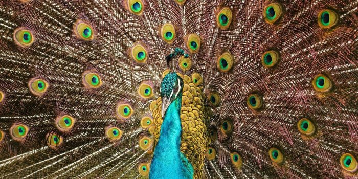 1600x900 Peacock Wallpapers (38 images) - Wallpaper Stream