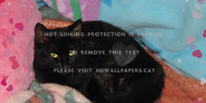 1572x1188 happy valentine's day hearts blankets blue