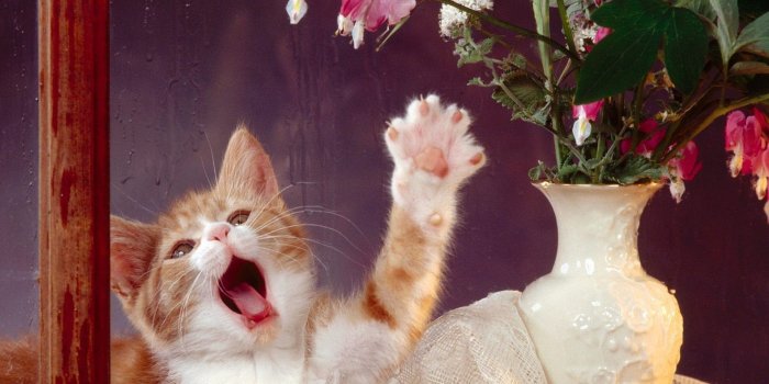 1920x1080 Bleeding hearts animals cats flowers vase (1920x1080, hearts