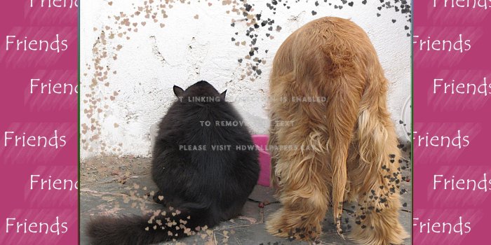 2784x1944 friends hearts cat green dog pink pets
