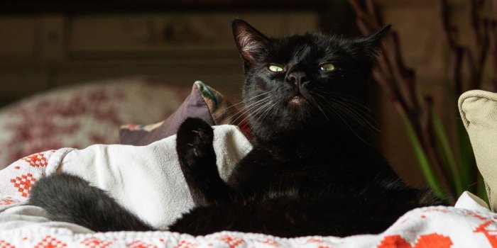 1332x850 Wallpaper cat, cat, look, face, pose, background, black, paws