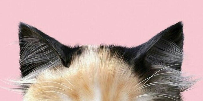 720x1280 animals, art, baby cat, background, beautiful, beauty, cartoon