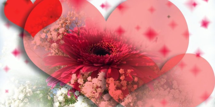 1024x768 Free download Cat Love red flower wallpaper [1024x768] for your