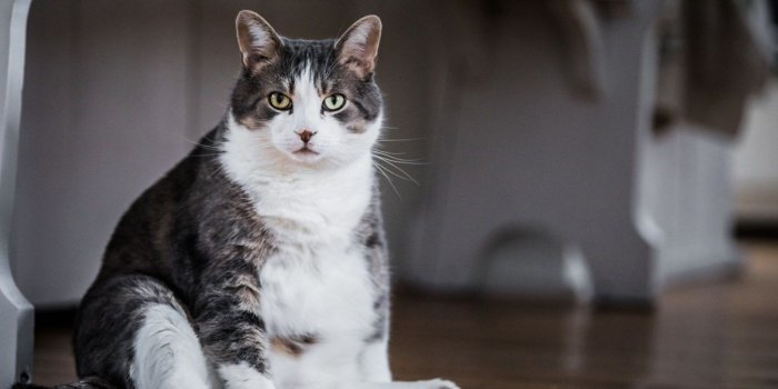 1600x1200 Kitten Cannibalism: USDA Scientists Fed Cat Hearts and Brains to