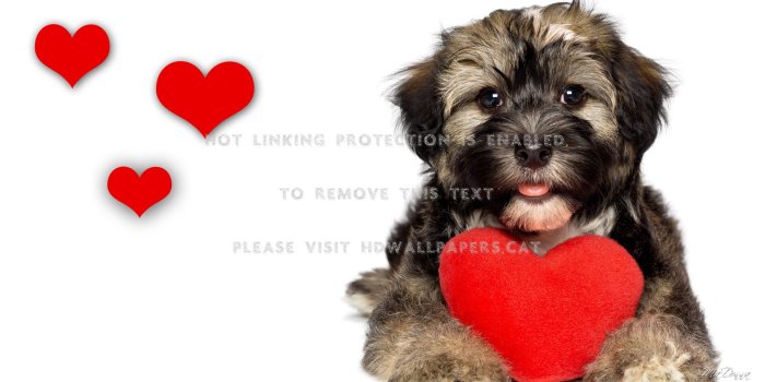 1920x1080 Best 55+ Dog with a Heart Wallpaper on HipWallpaper | Pink Heart