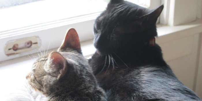 1600x1200 Cat allergies, cat hearts, cat cuteness: an update on all things cats