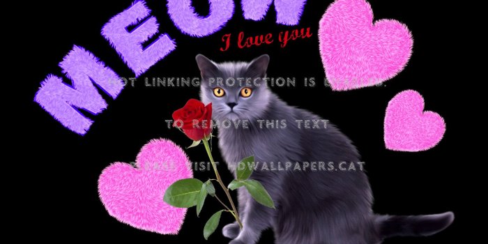 1600x1200 meow* means i love you hearts cat purr pet