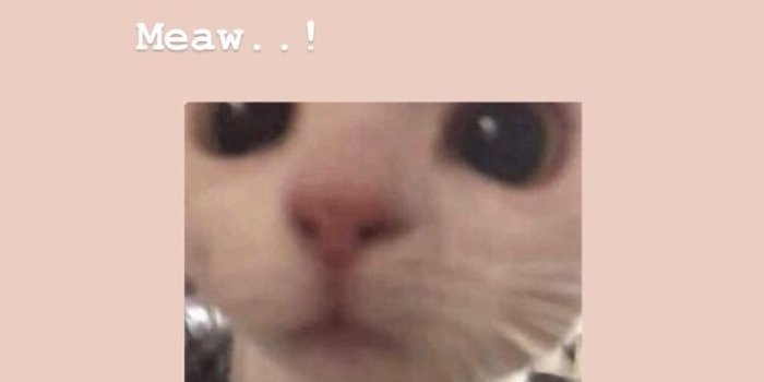 720x1280 Image about love in cats , wallpaper cute by CATO