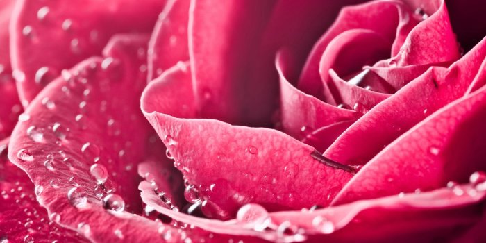 2560x1600 HD Pink Roses Wallpaper 23380 2560x1600px