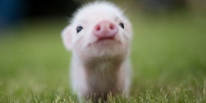 1920x1080 Baby Pig Wallpapers - Top Free Baby Pig Backgrounds - WallpaperAccess