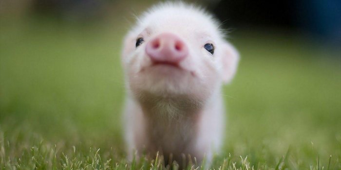 1600x900 Baby Pigs Wallpapers