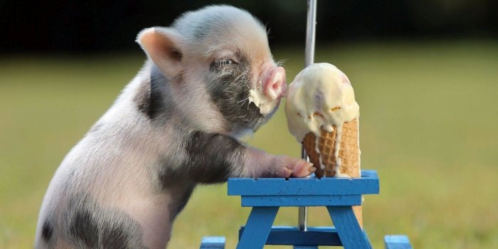 1920x1080 63+ Baby Pig Wallpapers on WallpaperPlay