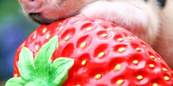 1080x1920 Baby pig on a strawberry wallpaper | Pig pictures, Cute pigs, Baby