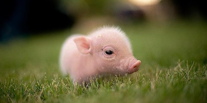 1440x900 Baby Pig Wallpapers - Top Free Baby Pig Backgrounds - WallpaperAccess